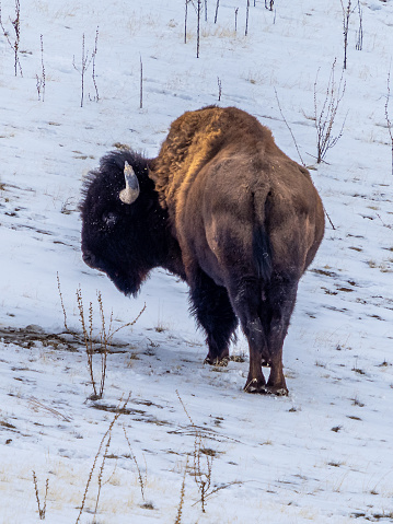 Bison on the snow at Antelope Island State Park in Utah
