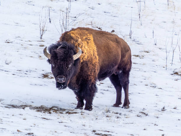istock Bison on the snow at Antelope Island State Park in Utah 1971100581