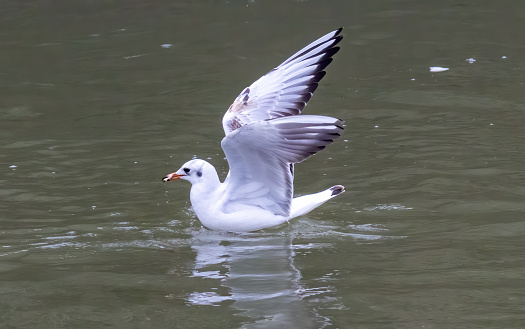 Black-headed gull