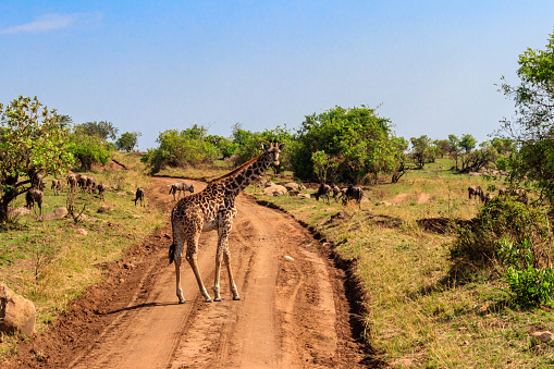 Giraffe and blue wildebeests in Serengeti national park in Tanzania. Wildlife of Africa