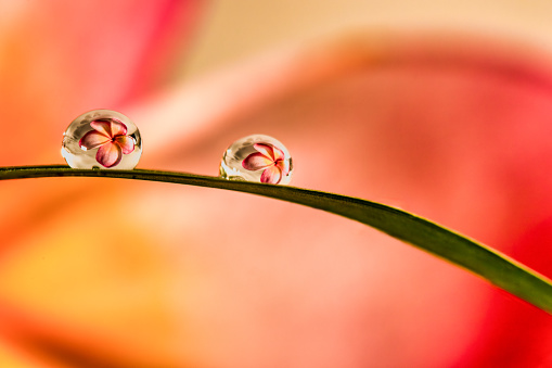 Closeup shot of a water droplet on a leaf