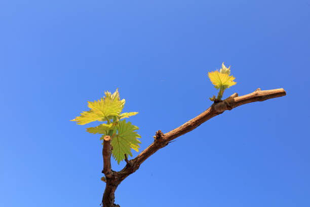 Vines sprout on a farm in North China