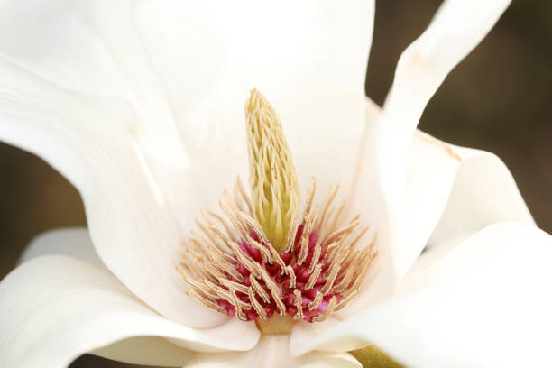 istock Magnolia ecological macro photo, North China 1971122776