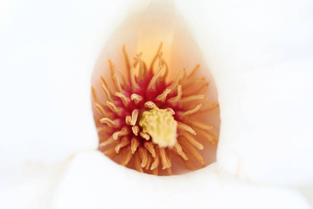 Magnolia ecological macro photo, North China