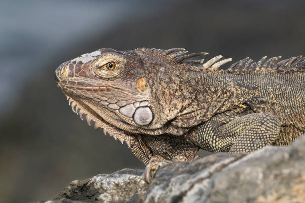 istock Closeup, green iguana on rock. Looking at camera. 1971123696
