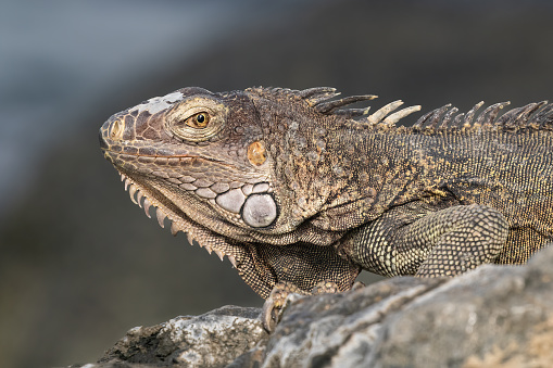 Closeup, Green Iguana (Iguana iguana) sitting on rock, on the shore of the island of Aruba. Looking at camera.