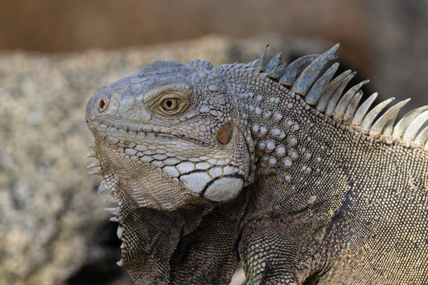istock Closeup, green iguana on rock. 1971123833