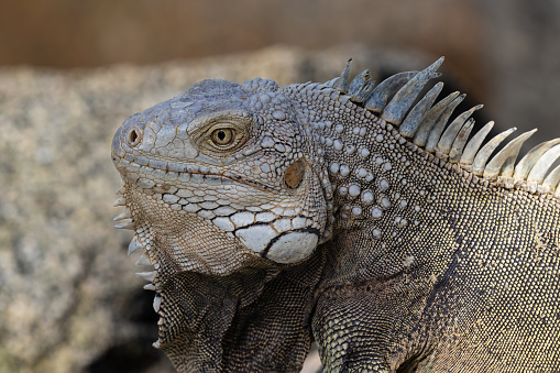 Closeup, Green Iguana (Iguana iguana) sitting on rock, on the shore of the island of Aruba.