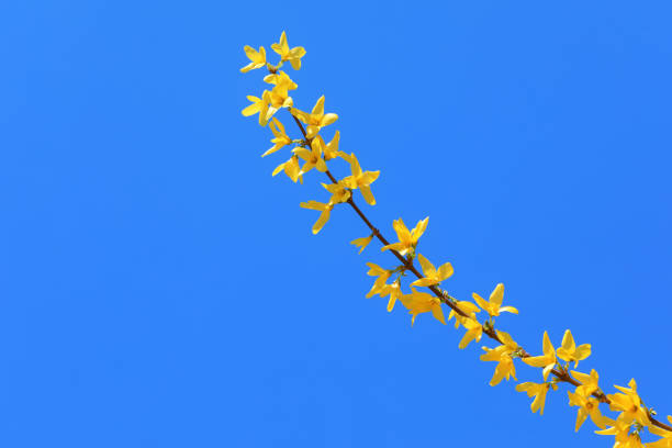 Yellow Forsythia flowers on a blue background