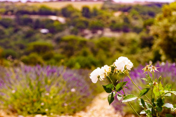White rose flower against lavender purple field in Provence France. Flowering season.