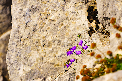 Violet flowers growing on rocks cliff. Mountain nature