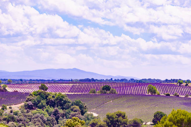 istock Provence landscape with lavender fields, France 1971181361