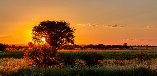 sunset tree africa, farmland and bush in South Africa at dawn