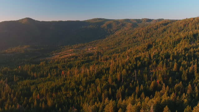 Pine and Sequoia Trees In Autumn Colors In Stanislaus National Forest. Sierra Nevada Mountains Near Deadwood, California. aerial panning shot