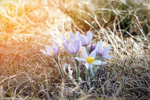 Beautiful first spring flowers purple Crocuses are blooming in dry grass in the wild, warm morning sunlight.