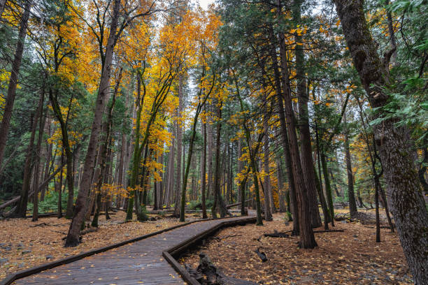 Landscapes in Yosemite National Park
