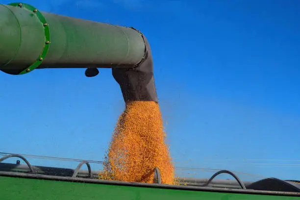 LINGO FARM HARVESTING CORN IN WIGGINS