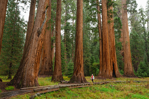 Woman hiking with Giant Sequoia