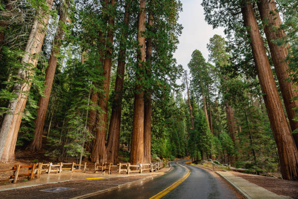 Empty road in Yosemite National Park