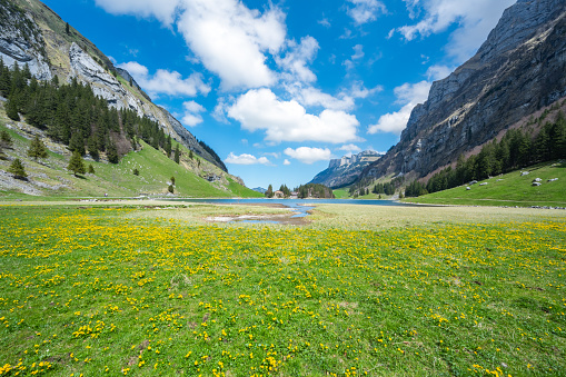 Description: Swiss green meadow covered with yellow flowers and alpine lake with Gasthaus Forelle and Seealpsee Hotel in the background on a sunny day. Seealpsee, Appenzell, Switzerland, Europe.