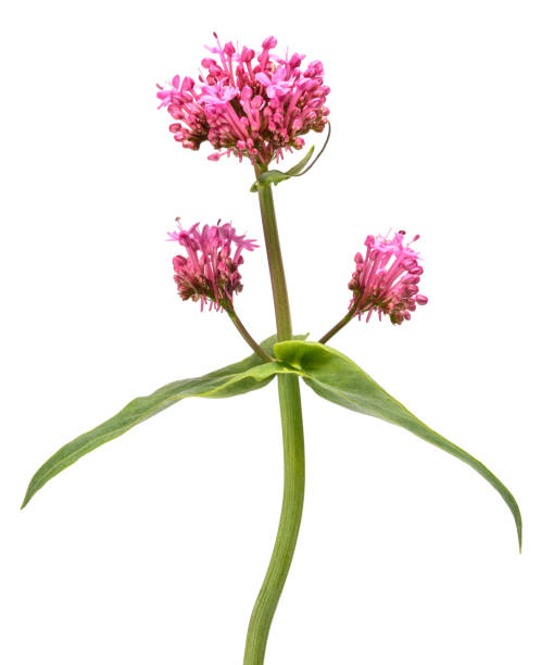 istock Red valerian flowers 1971256673