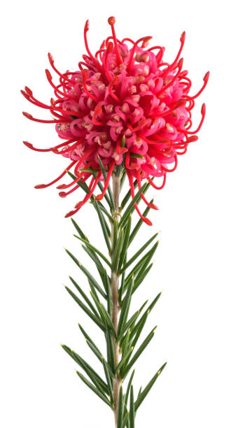Grevillea  flower Grevillea  flower isolated on white background grevillea juniperina stock pictures, royalty-free photos & images