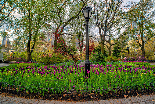 Springtime in an empty Washington Square Park, New York. Flowers blooming.