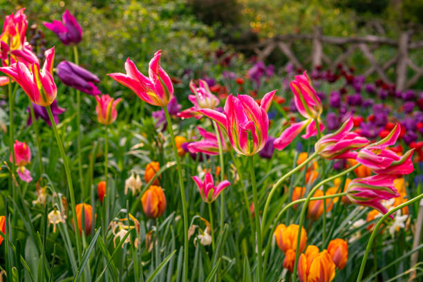 Tulip in bloom, early spring in central Park