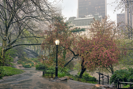Spring in Central Park, New York City, with cherry trees in bloom