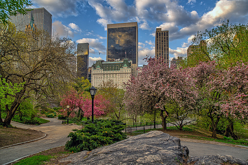 Spring in Central Park, New York City, with cherry trees in bloom