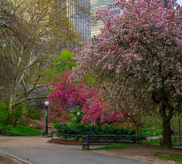 istock Central Park in spring with cherry trees in bloom 1971276180