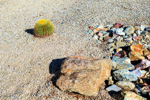 Arizona city desert style xeriscaped roadside with Barrel cactus, boulder and gravel on a warm winter morning