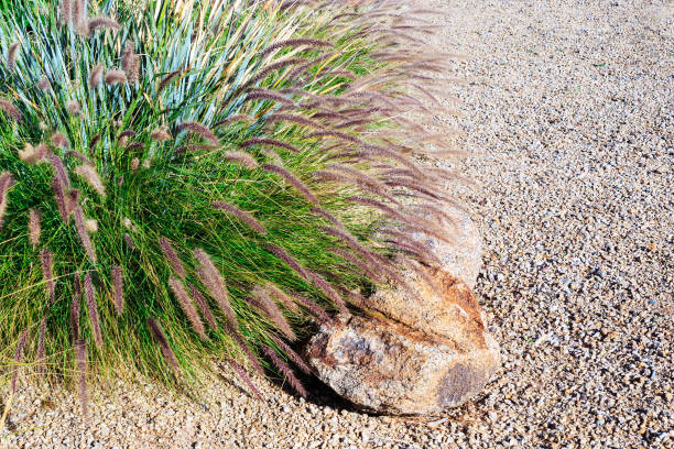 istock Fountain grass in Xeriscaped Ground 1971277217