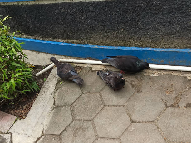Pigeons search for food amidst the paving in the city park.