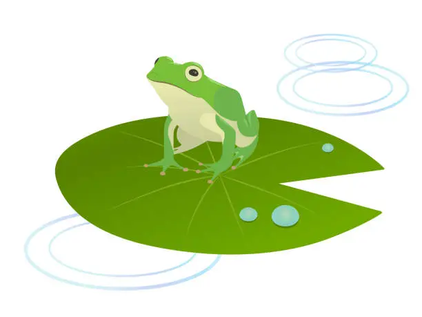 Vector illustration of lotus leaf and frog