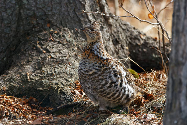 ruffed grouse hen is walking under the tree in the spring woods. - grouse spruce tree bird camouflage - fotografias e filmes do acervo