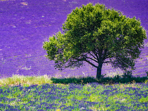 Single tree on lavender field in bloom, Provence in France. Flowering season.