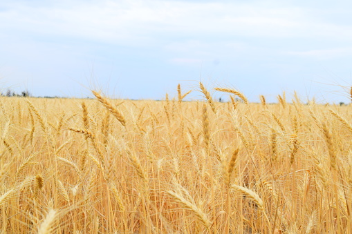 Wheat on the Colorado Plains