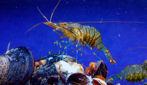 istock Rockpool shrimp (Palaemon elegans), crustacean underwater 1971330474