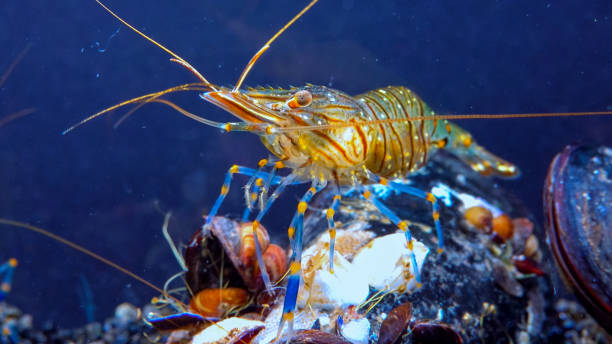 istock Rockpool shrimp (Palaemon elegans), crustacean underwater 1971330476