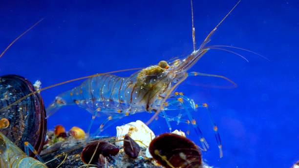 istock Rockpool shrimp (Palaemon elegans), crustacean underwater 1971330480