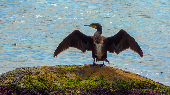 Birds of Ukraine. The great cormorant (Phalacrocorax carbo) Cormorant dries feathers on a stone in the Black Sea. Birds of Ukraine