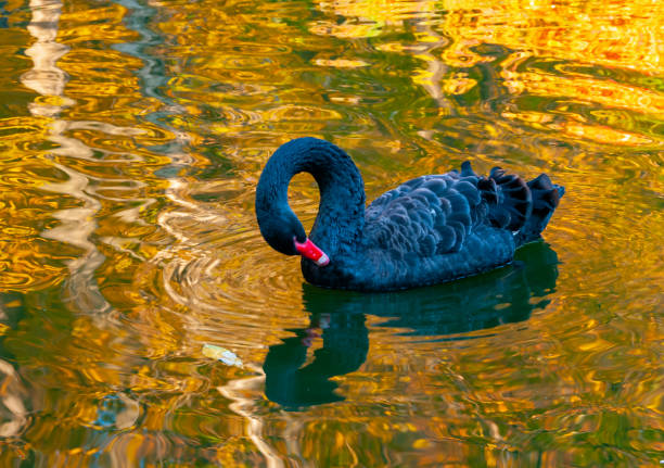 a black swan swims in an artificial lake in sophia park, uman, ukraine - uman fotografías e imágenes de stock