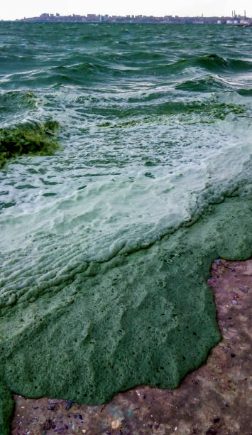 istock Storm washed up on the Black Sea a toxic blue-green algae (Nodularia spumigena) 1971333688