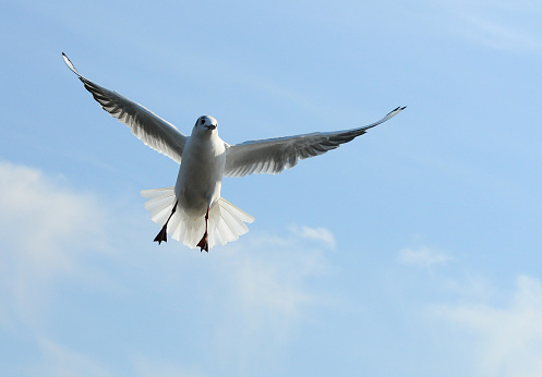 Red-billed gull，seagull