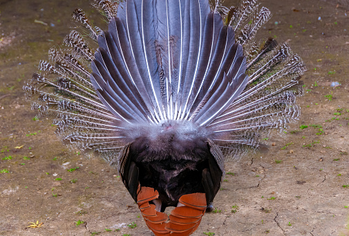 Close-up, rear view, The Indian blue peafowl, Peacock (Pavo cristatus)