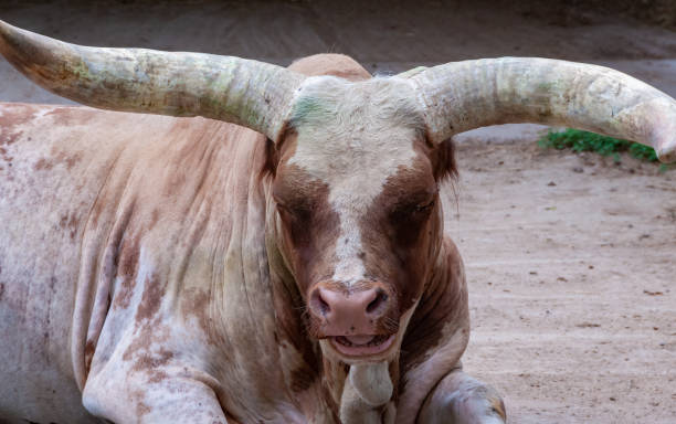 istock (Bos taurus macroceros) Bos Dante and Bos triceros 1971334226