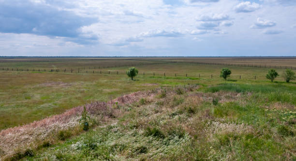 Wild herbs croak in the wind against the sky, Askania-Nova