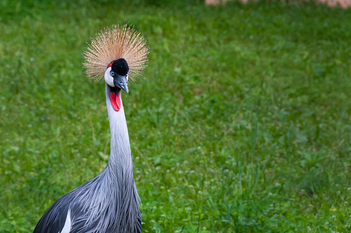 Close-up, The black crowned crane (Balearica pavonina), large bird on a background of green grass
