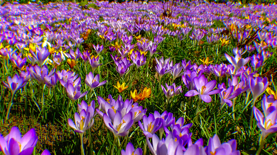 Purple and yellow crocuses bloom in spring in the garden, ephemeral flowers